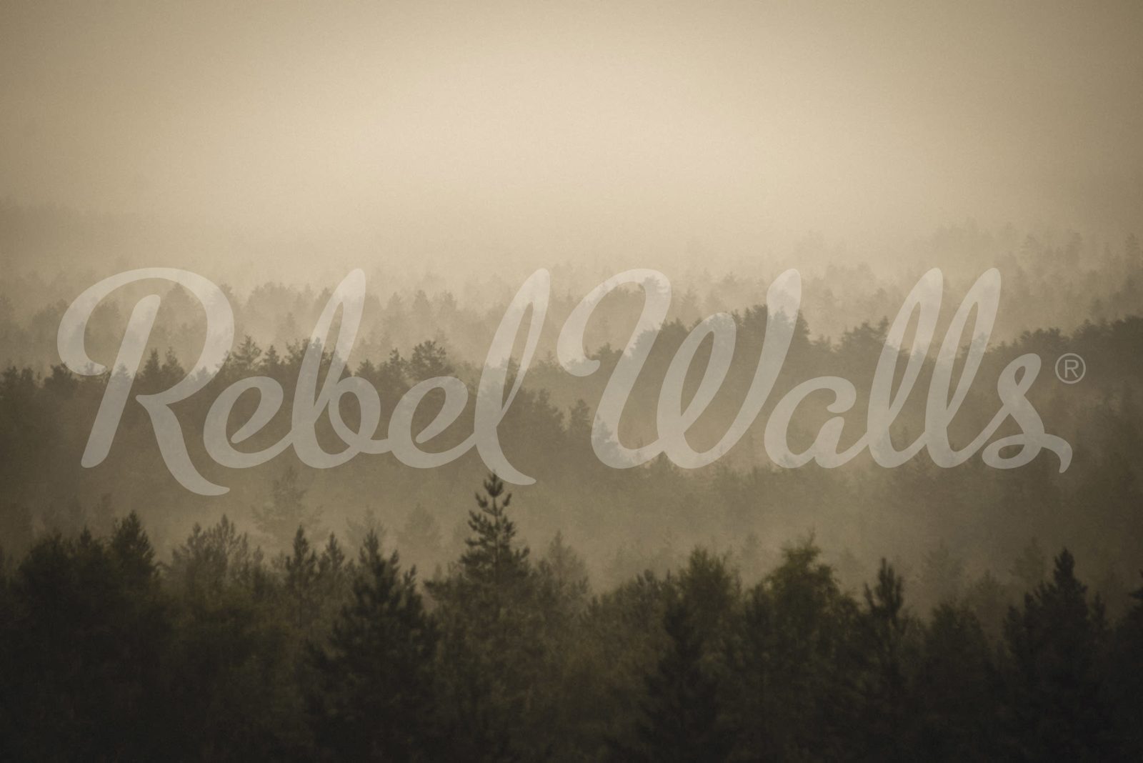 Soft Forest, Rebel Walls