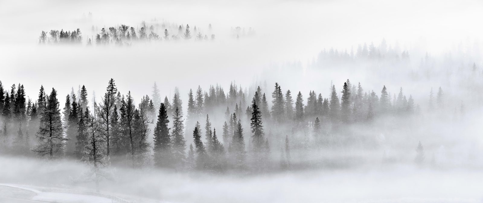 Calm Forest, Rebel Walls