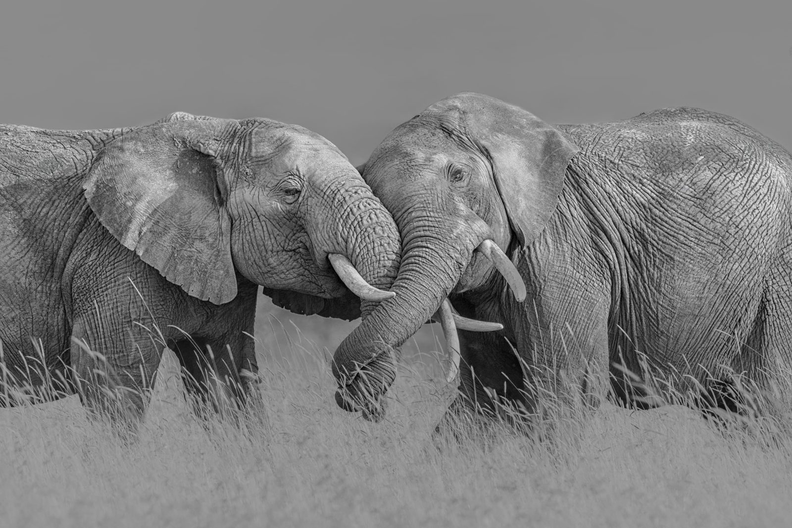 Elephant Hug, Rebel Walls