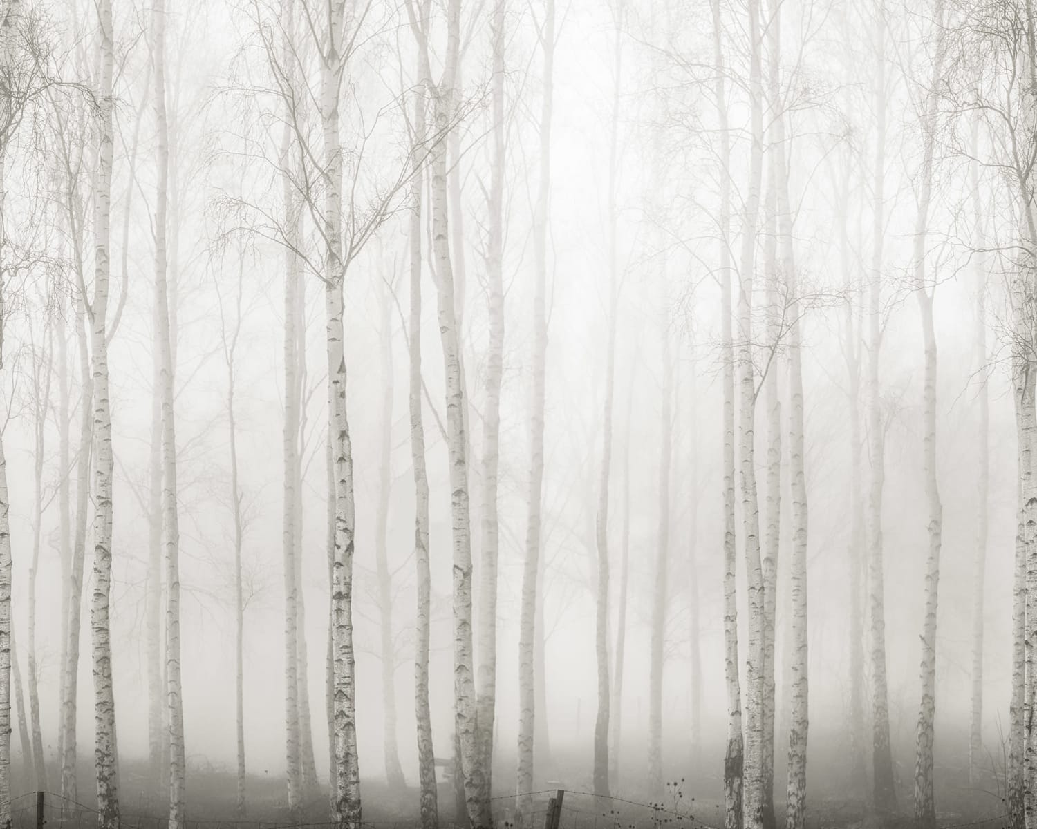 Birch Fog, White, Rebel Walls