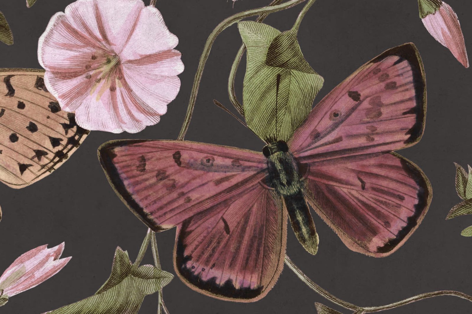 Butterflies, Midnight, Rebel Walls 4