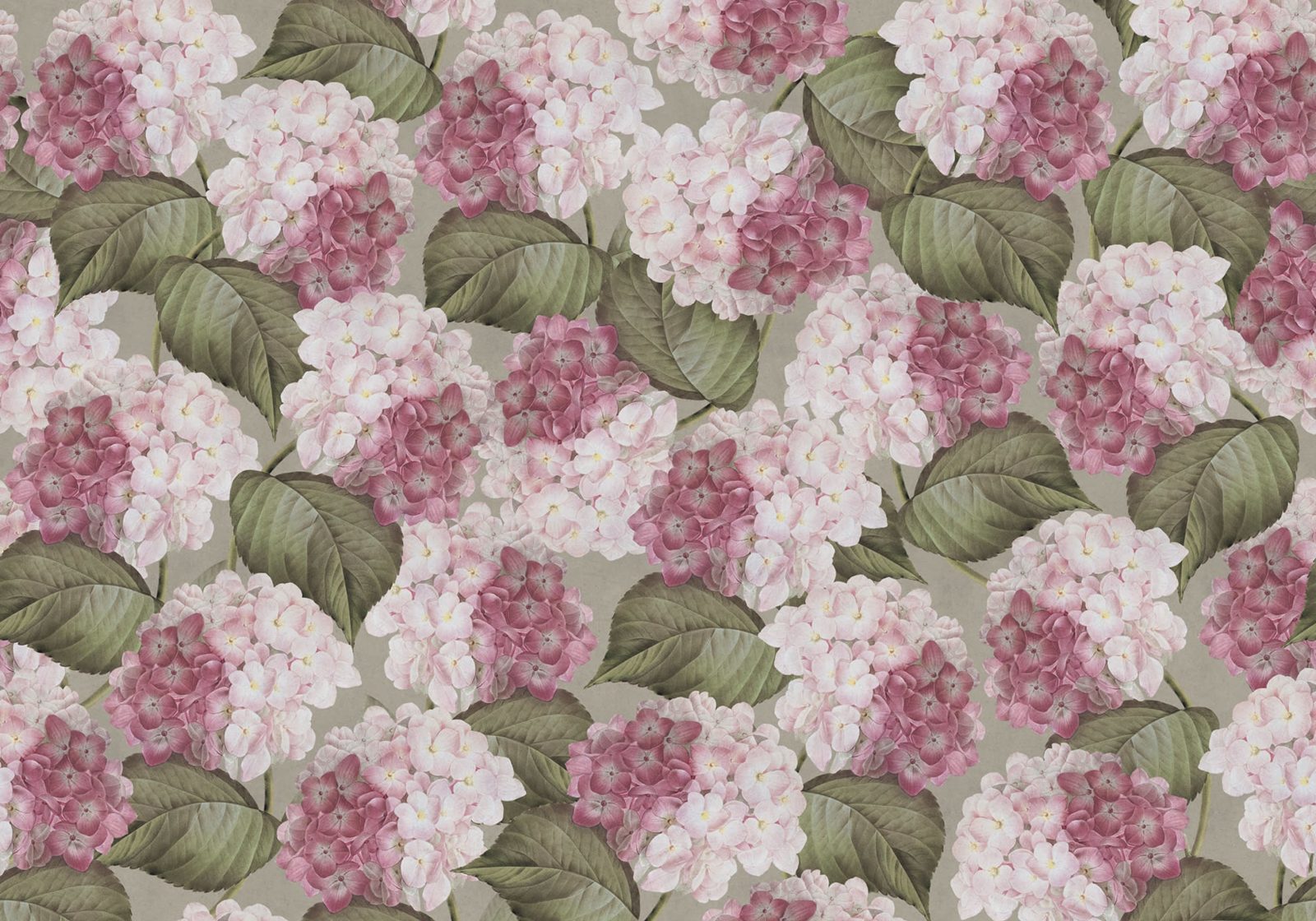 Hydrangea, Pink, Rebel Walls