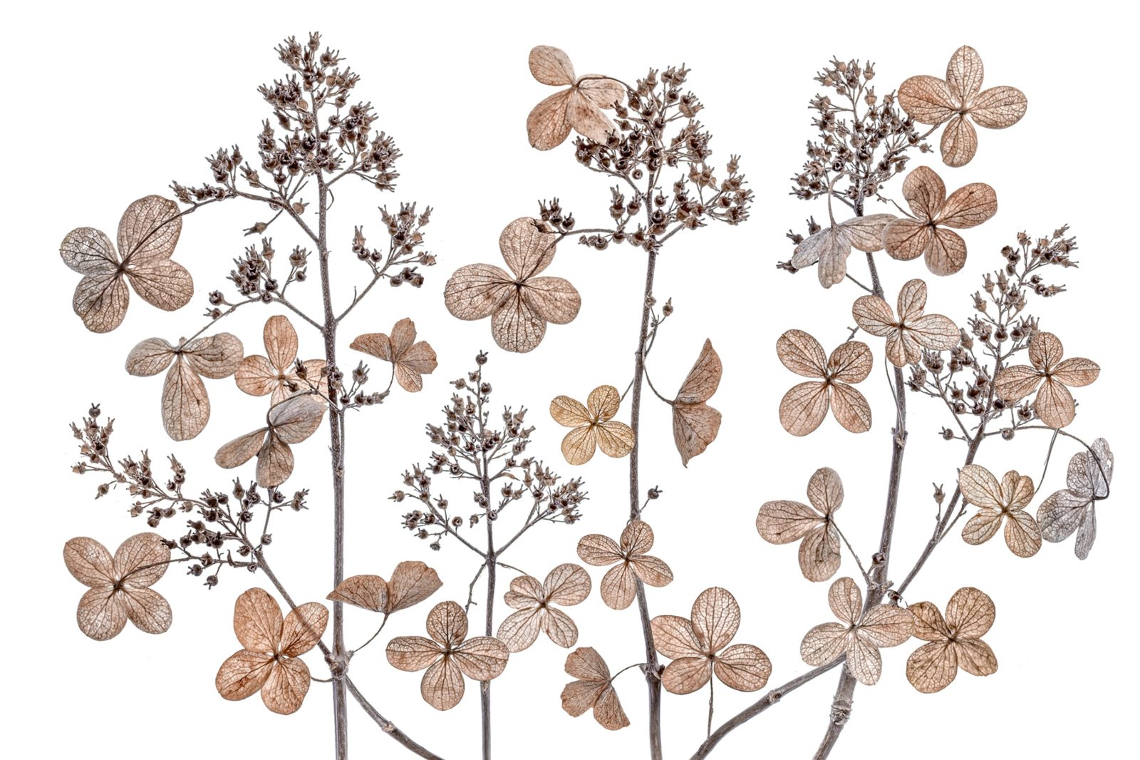 Dried Flowers, Rebel Walls