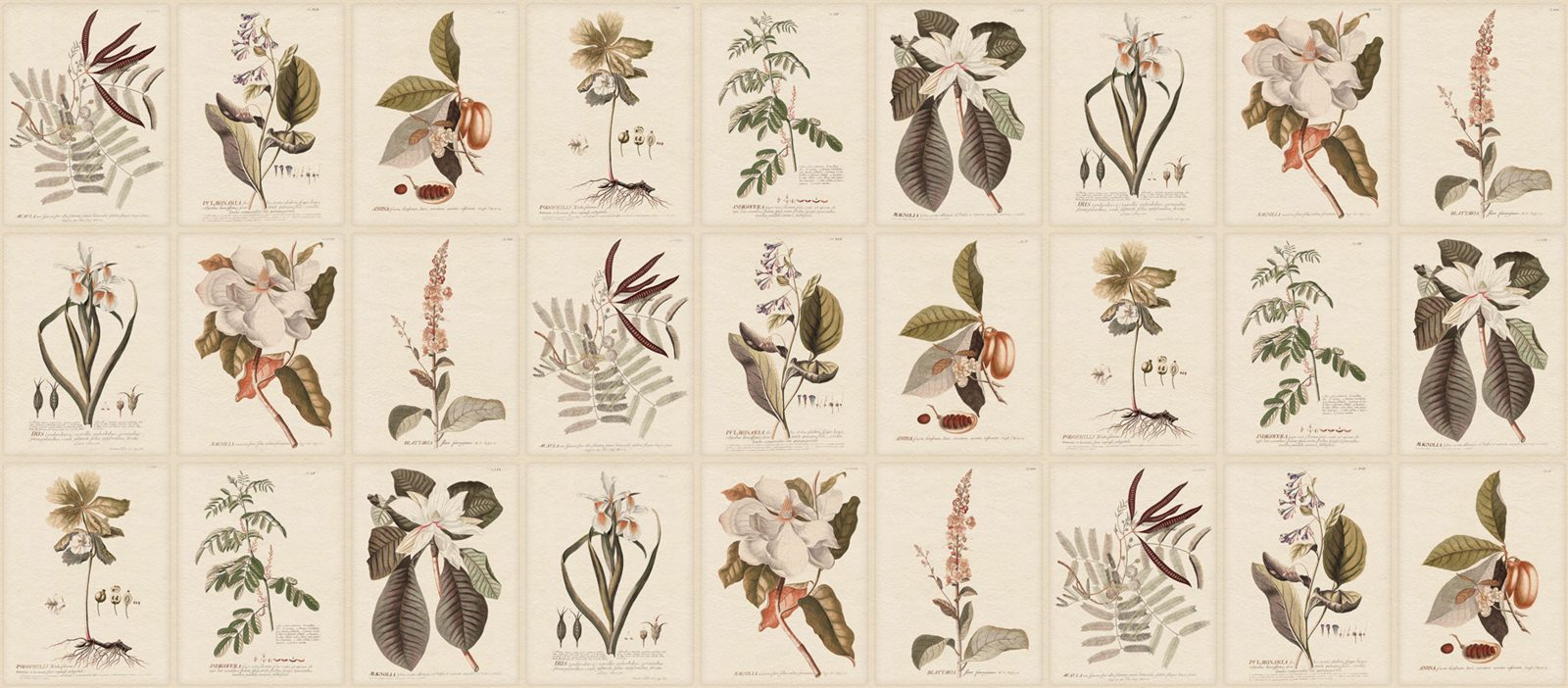 Flora, Sepia, Sandberg