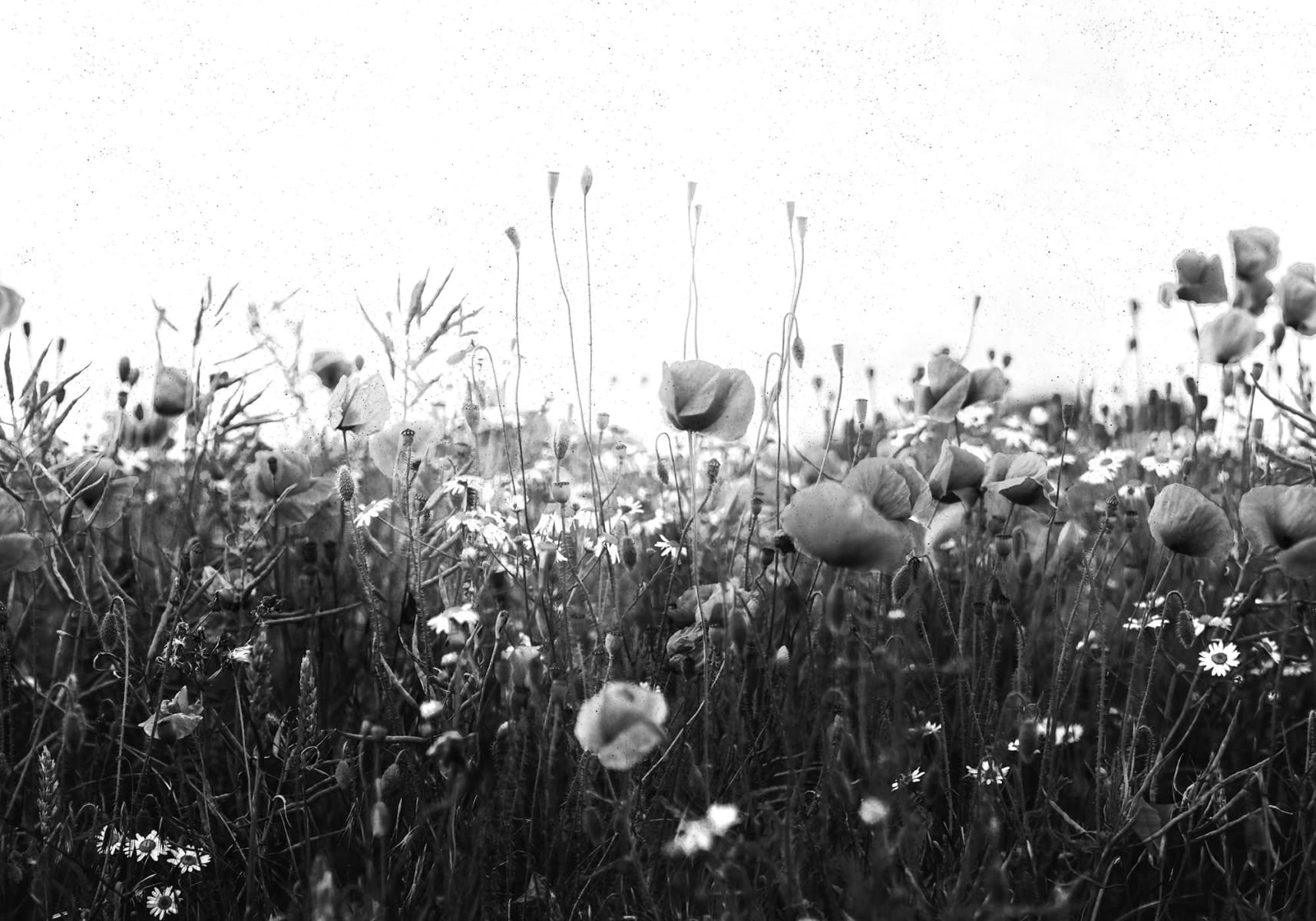 Poppy Field, Black & White, Rebel Walls