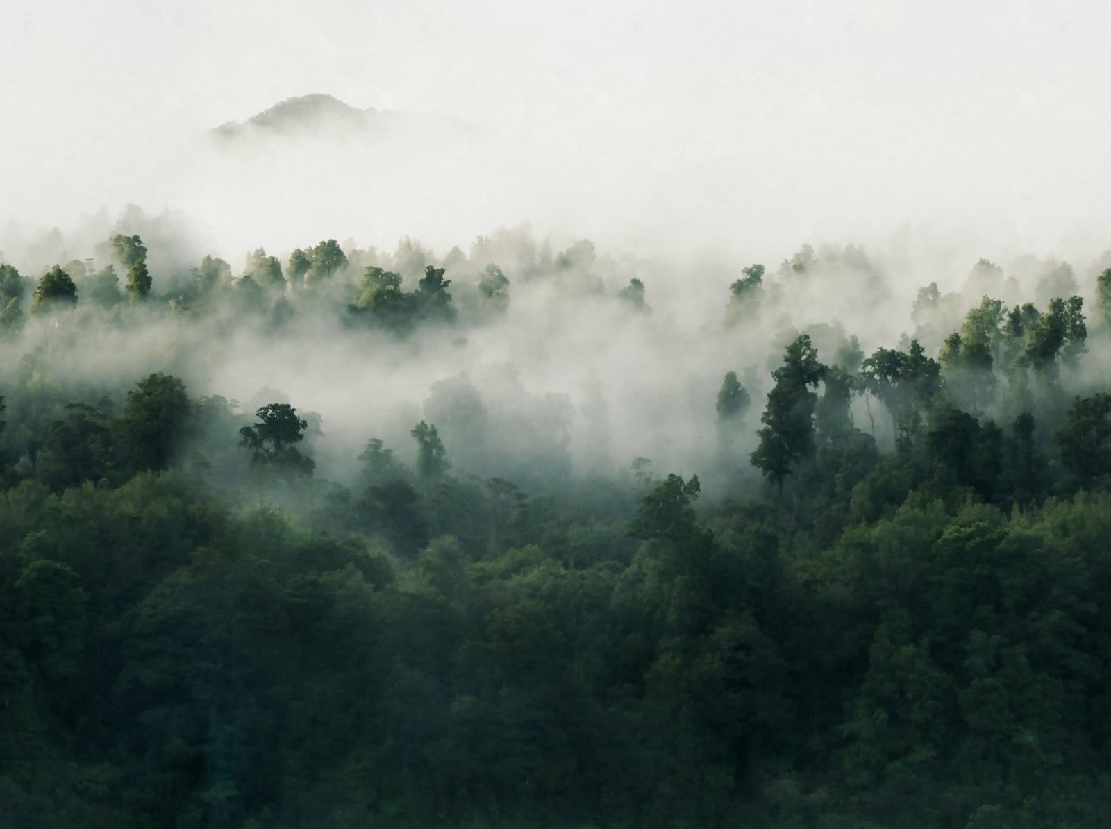 Misty Woodland, Green, Rebel Walls