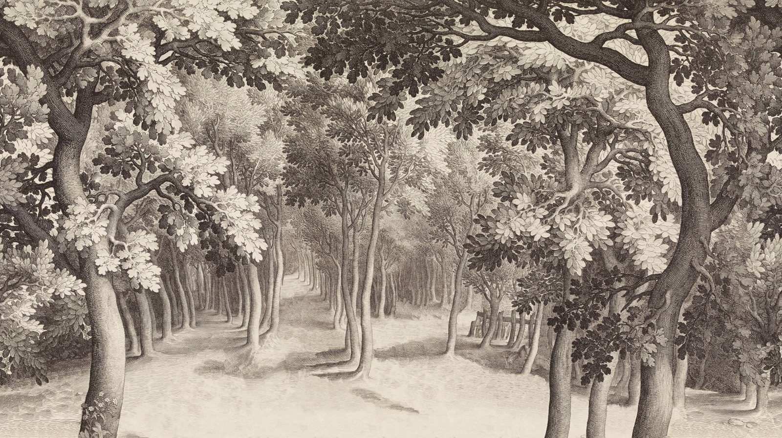 Forest Engraving, Vintage, Rebel Walls