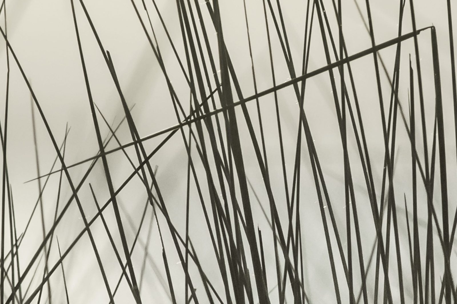 Coastal Reed, Rebel Walls 3