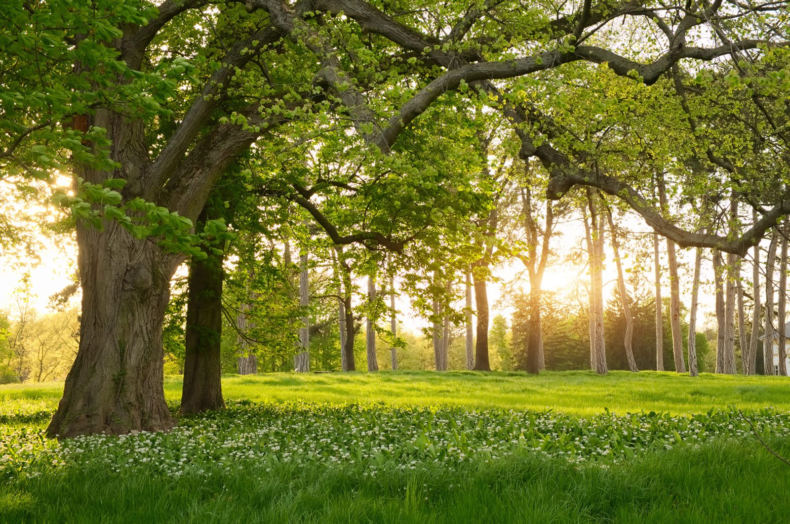 Verdant, Rebel Walls