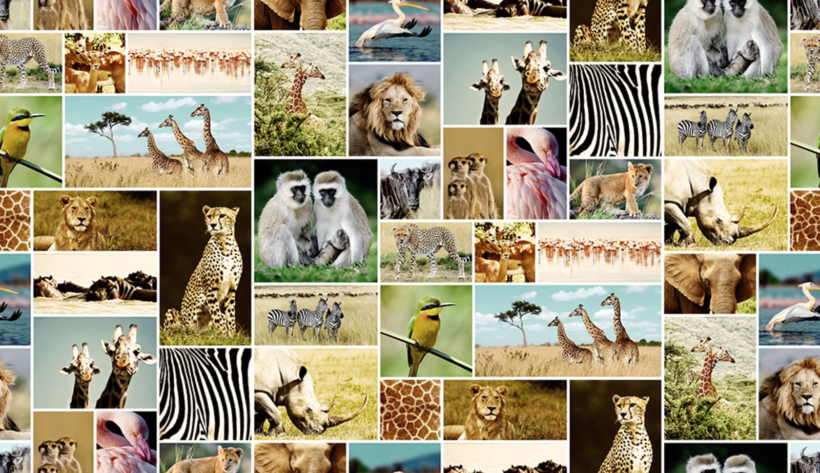 Africa, Rebel Walls