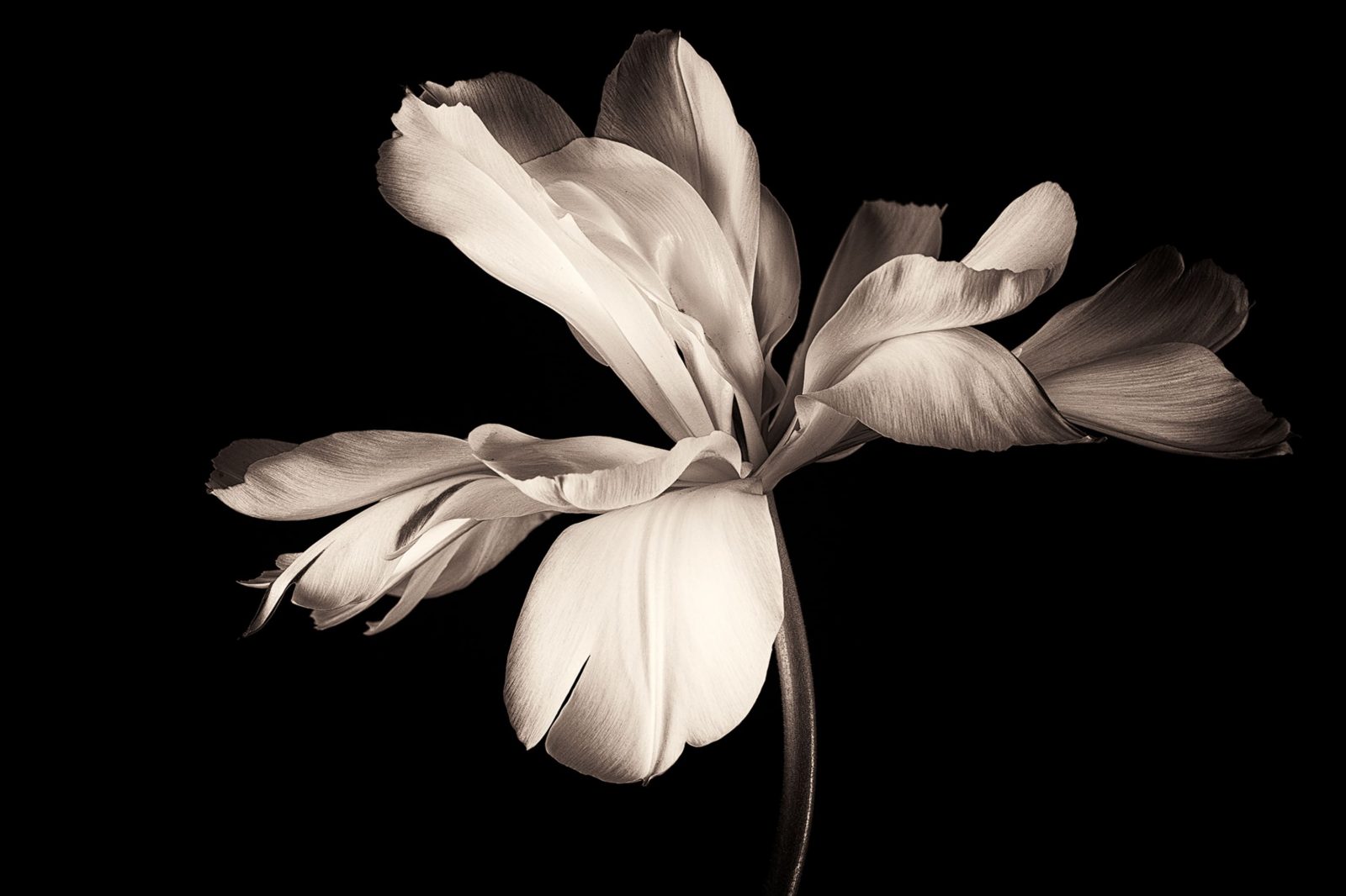 Dramatic Flower, Rebel Walls