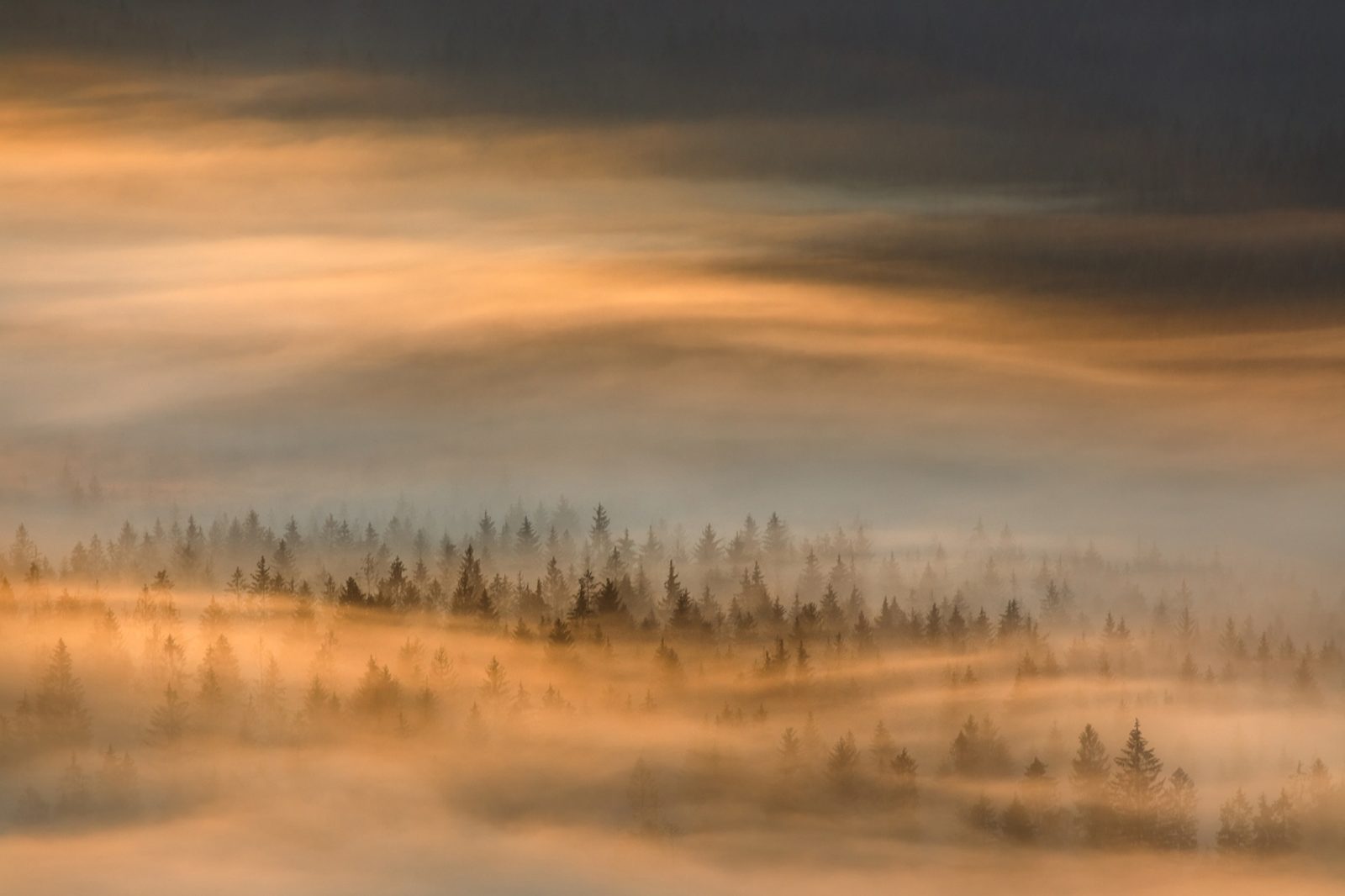 Golden Fir Forest, Rebel Walls