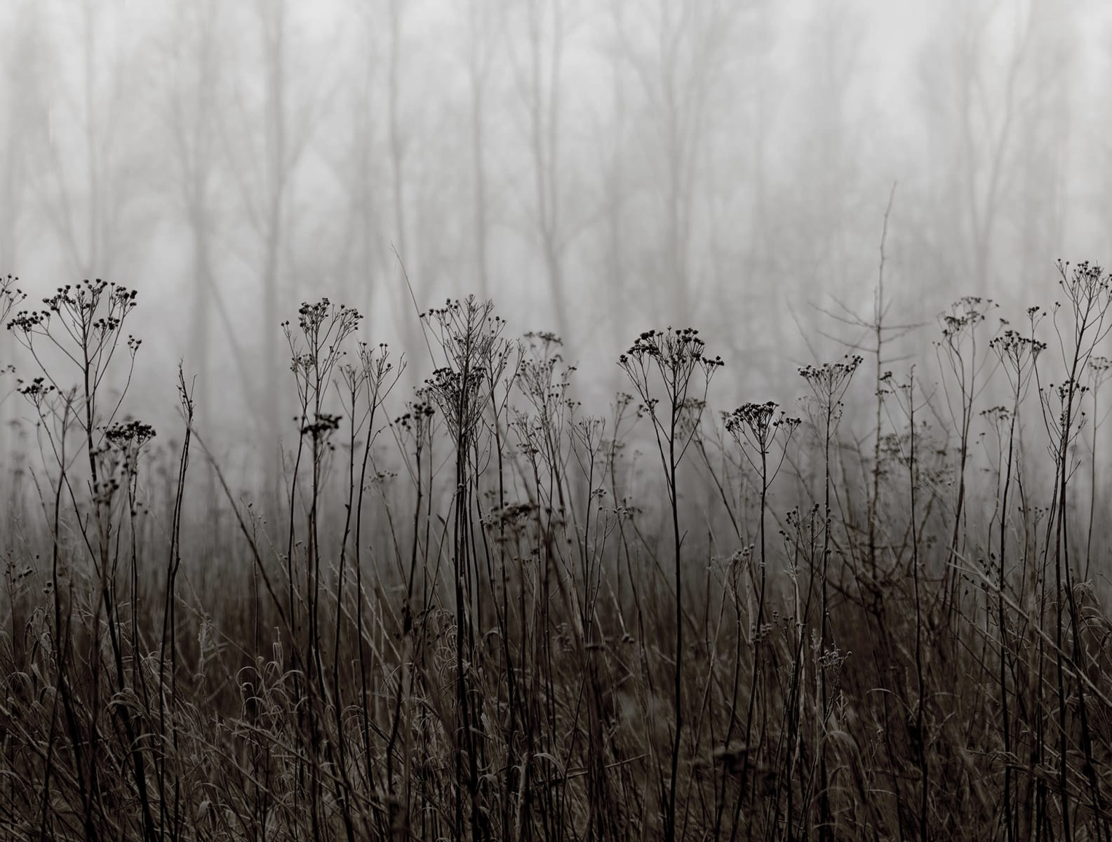 Autumn Haze, Black & White, Rebel Walls