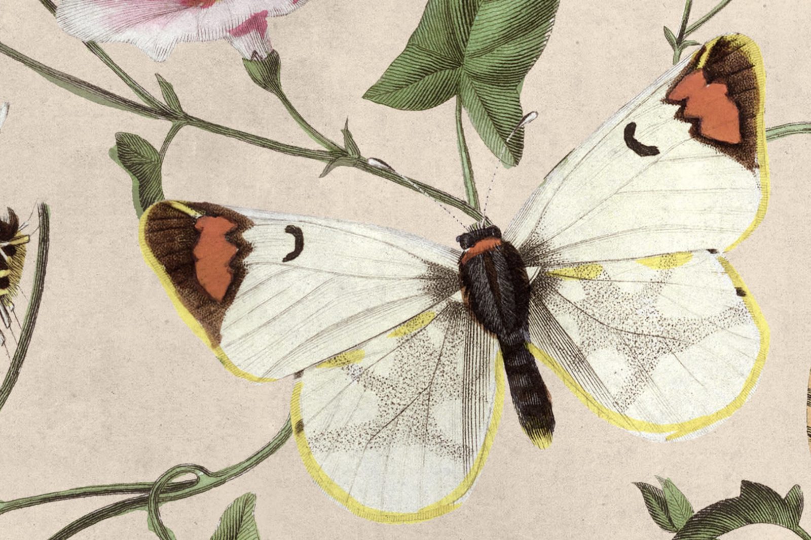 Butterflies, Color, Rebel Walls 4