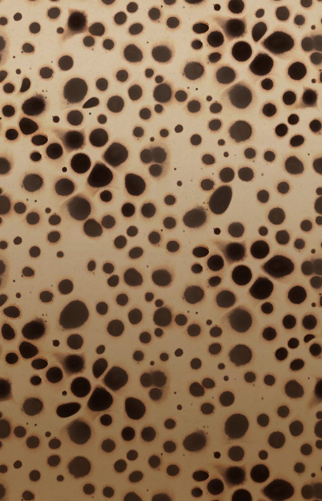 Spotted Puffer, Animal, Rebel Walls