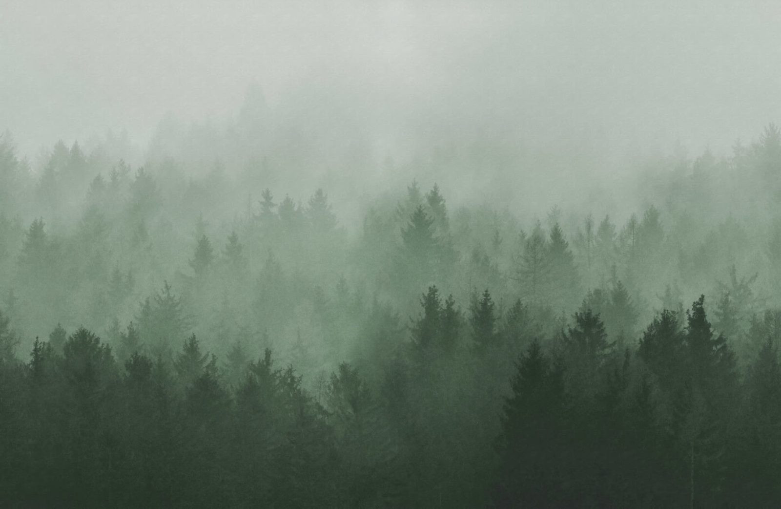 Cloudy Forest, Green, Rebel Walls