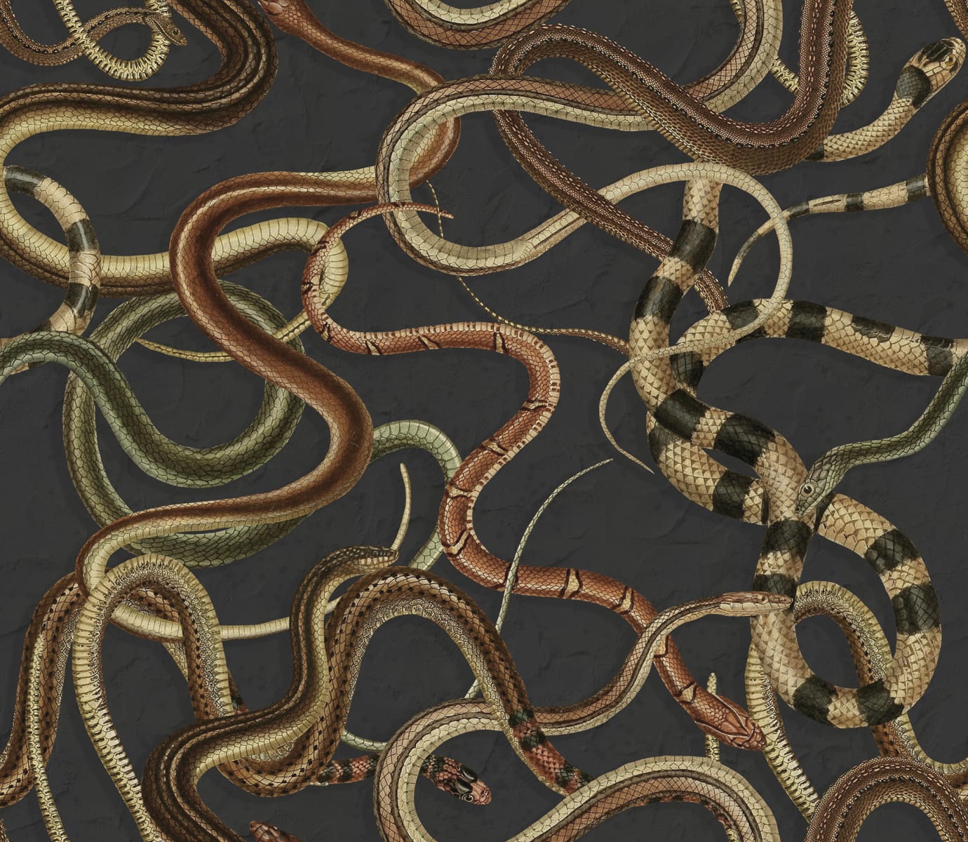 Snakey, Black, Rebel Walls