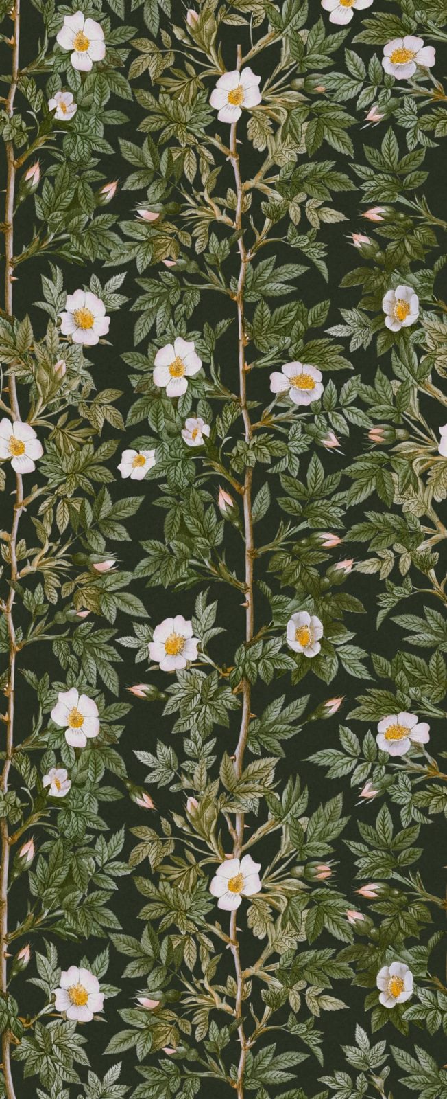 Rose Hip, Midnight, Rebel Walls