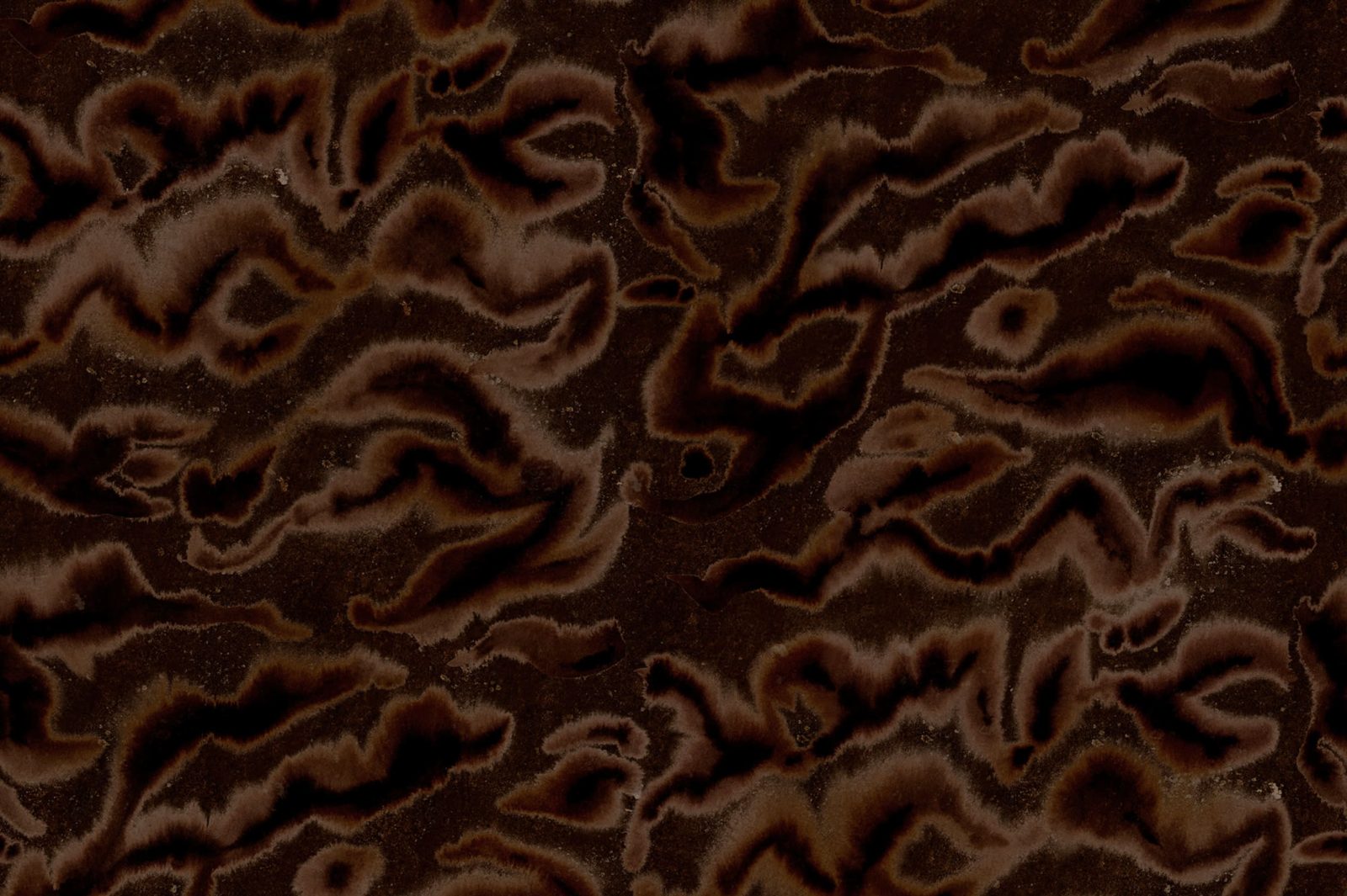 Guppy, Brown, Rebel Walls