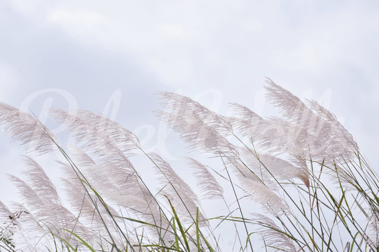 Windy Reed, Rebel Walls