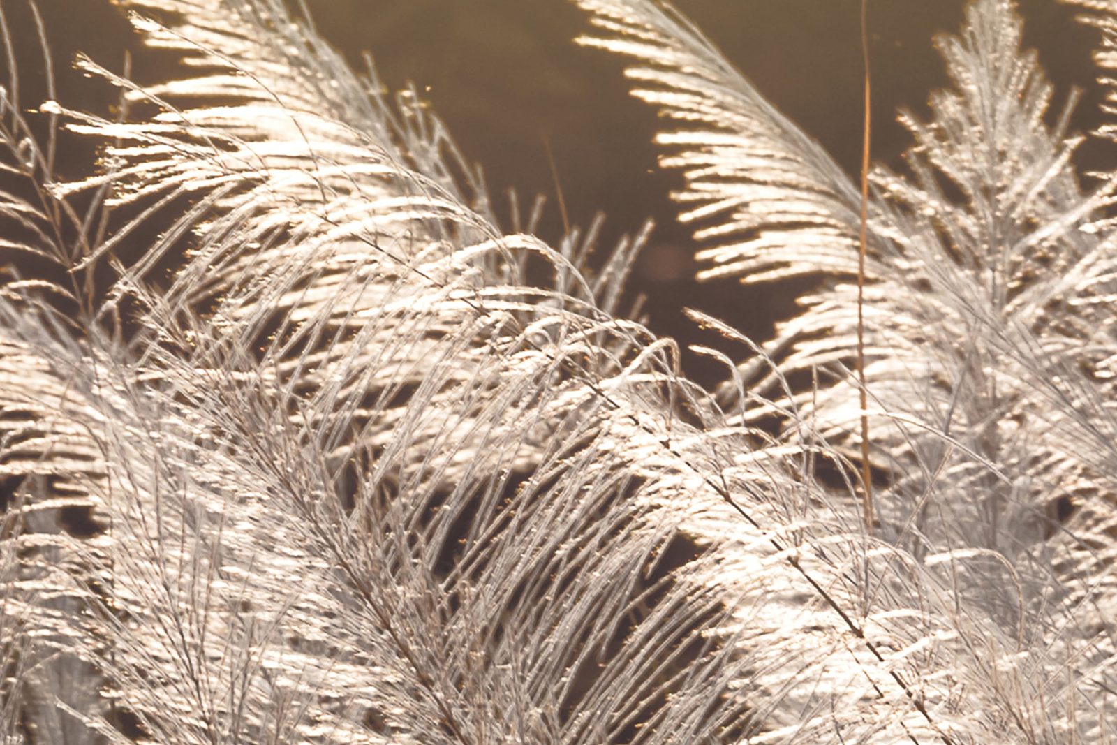Winter Straw, Rebel Walls 3