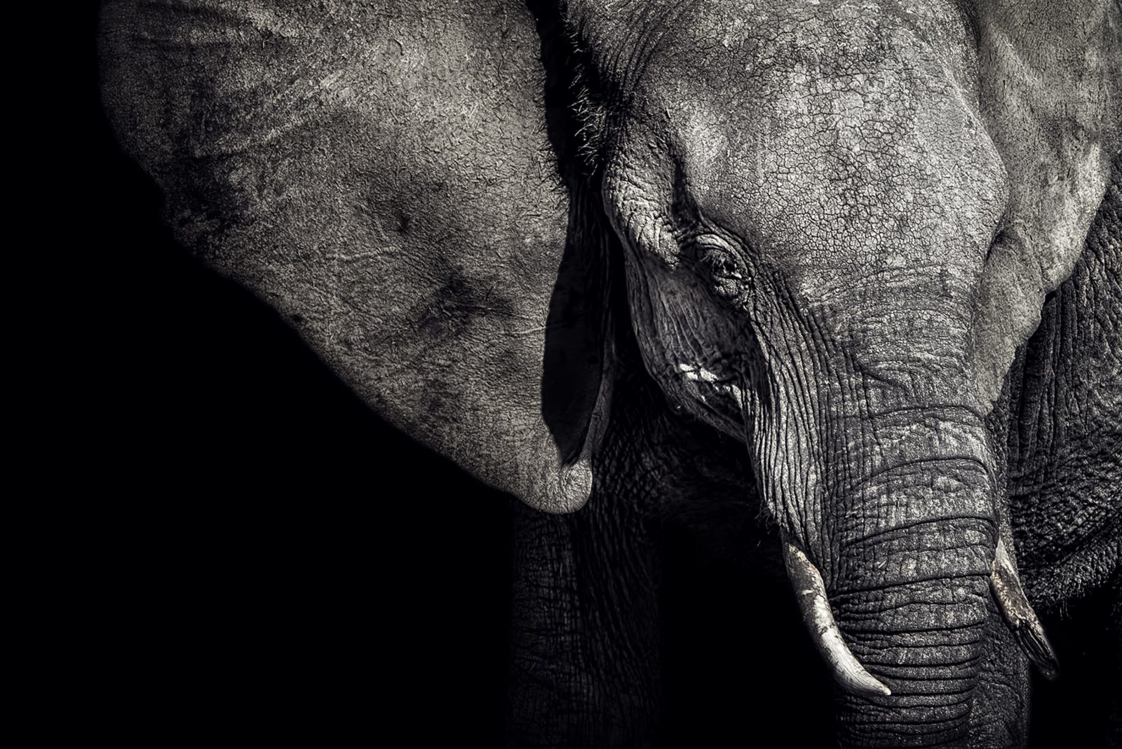 Elephant, Rebel Walls