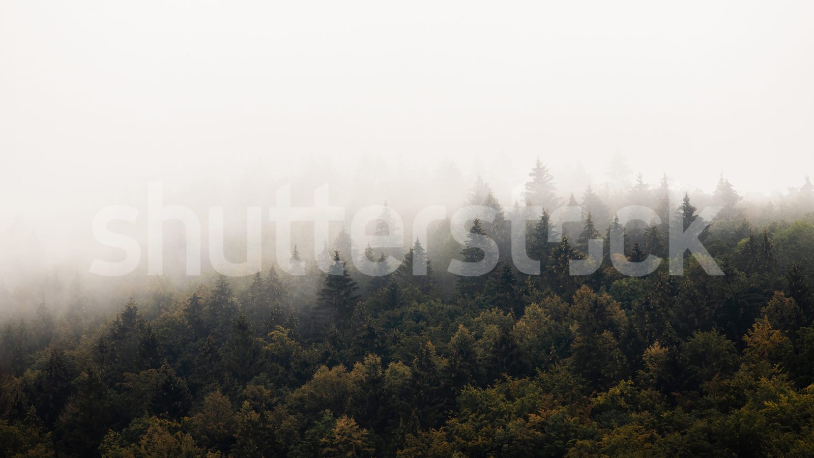 Hazy Hill, Morning, Rebel Walls