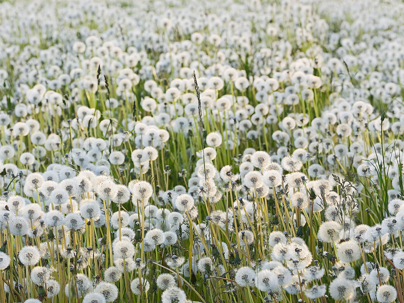 Dandelions, Rebel Walls