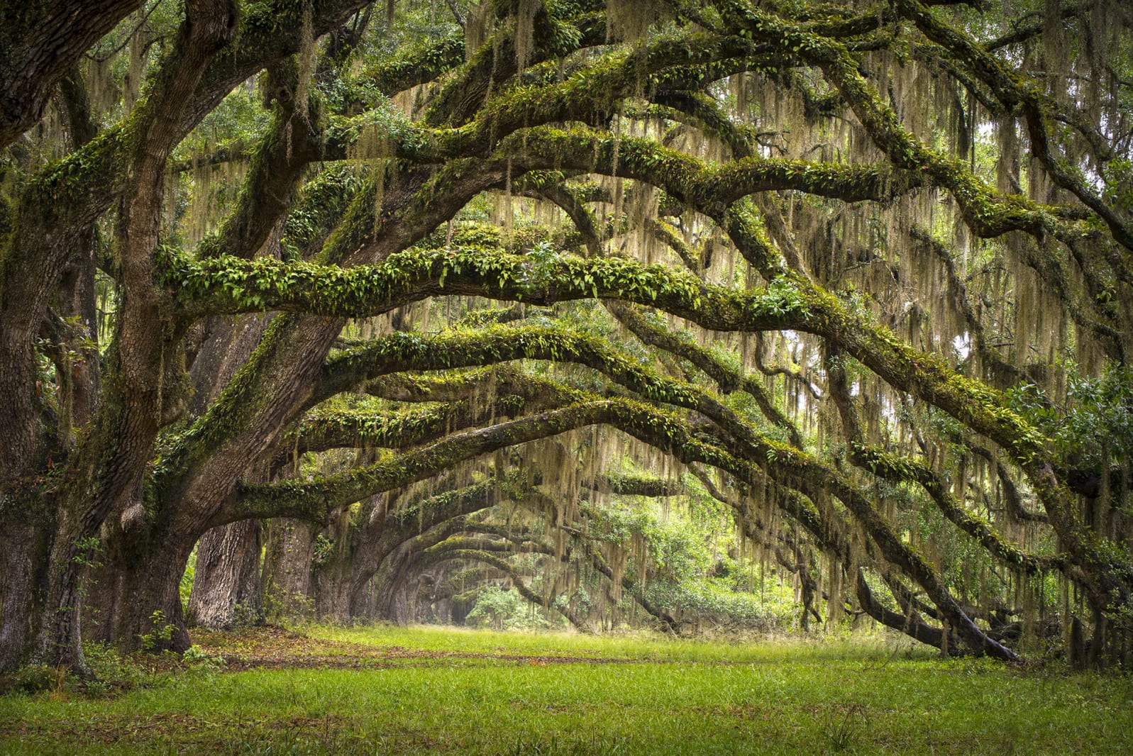 Fairy Forest, Rebel Walls