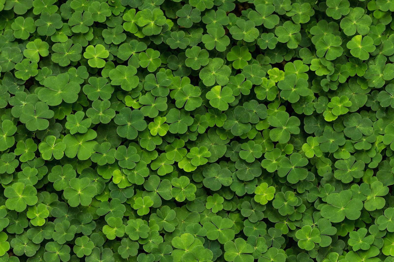 3D Clover, Rebel Walls