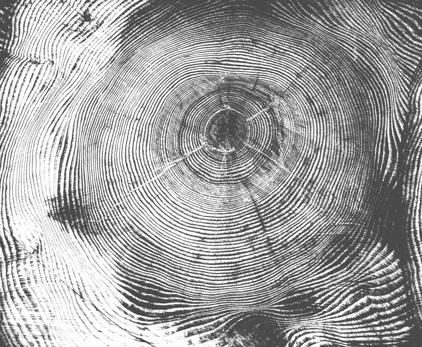 Tree Cut, Black, Rebel Walls