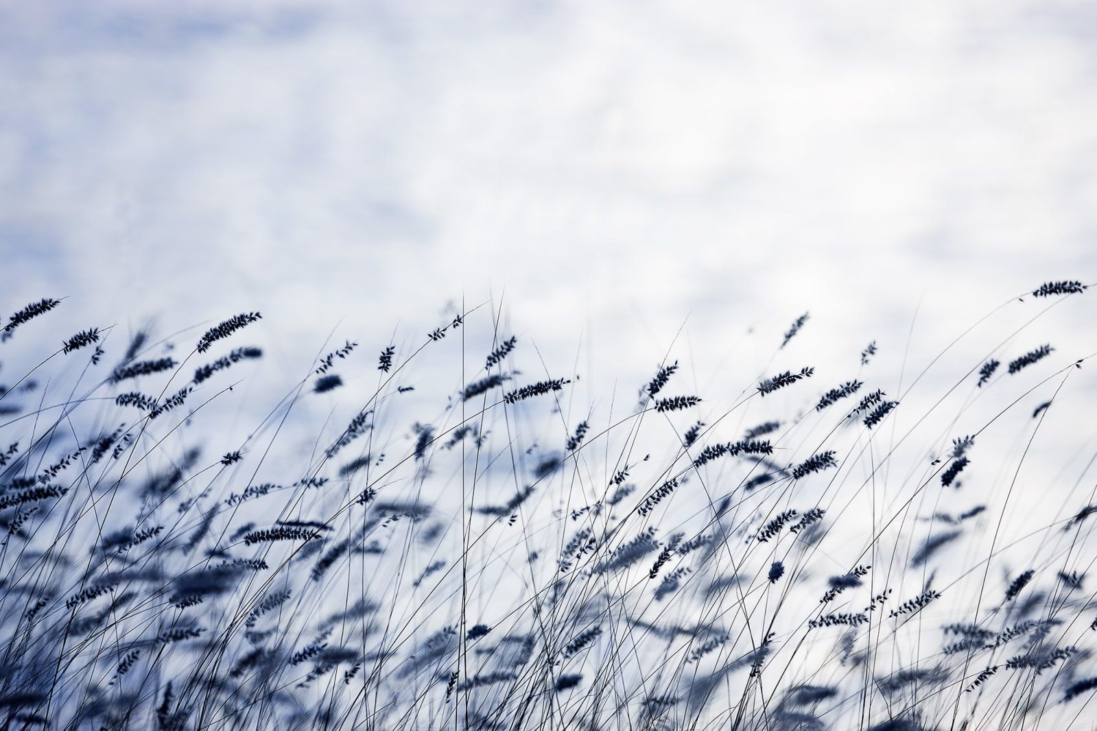 Scandinavian Light, Rebel Walls