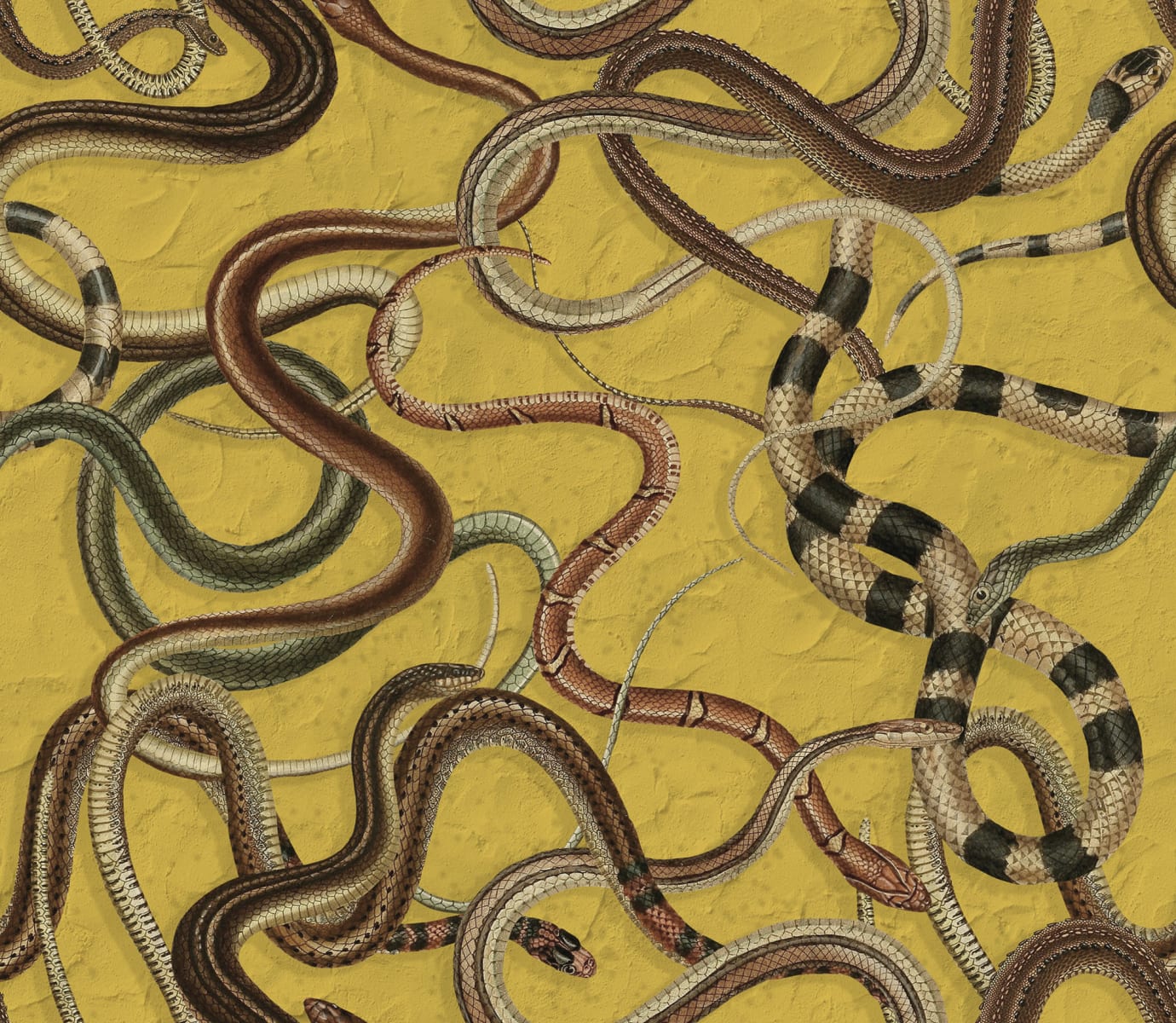 Snakey, Yellow, Rebel Walls