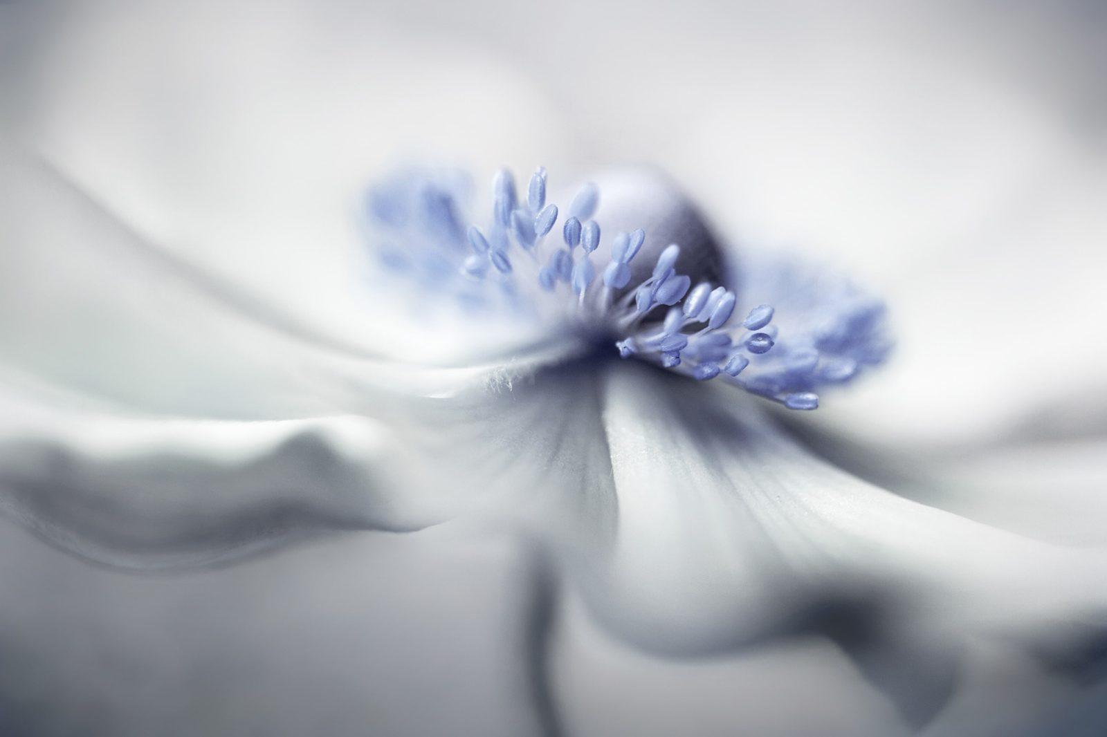 Blue Pastil, Rebel Walls