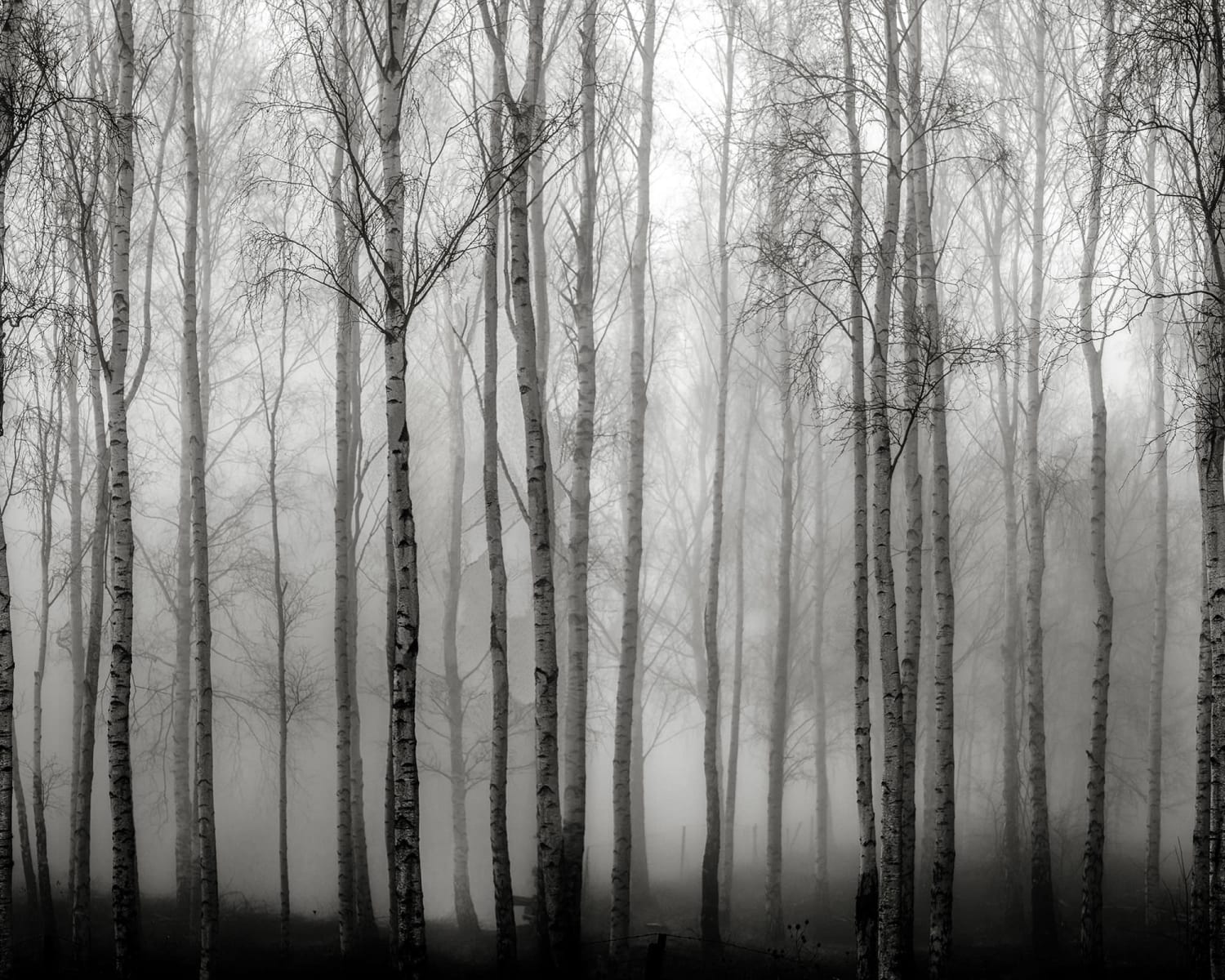 Birch Fog, Black & White, Rebel Walls