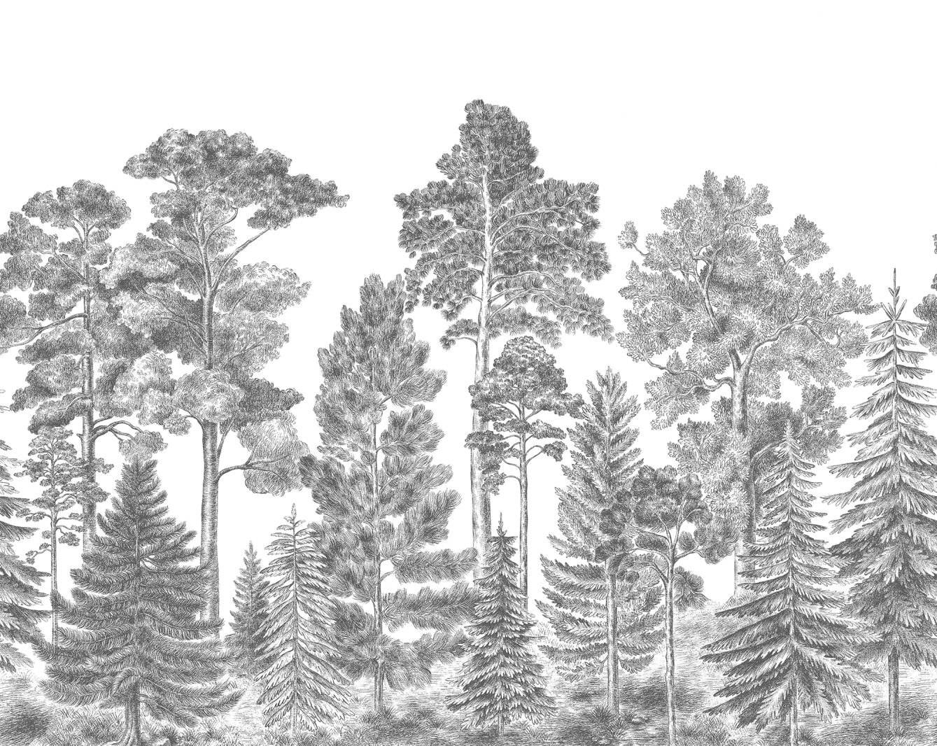 Scandinavian Bellewood, Gray, Rebel Walls