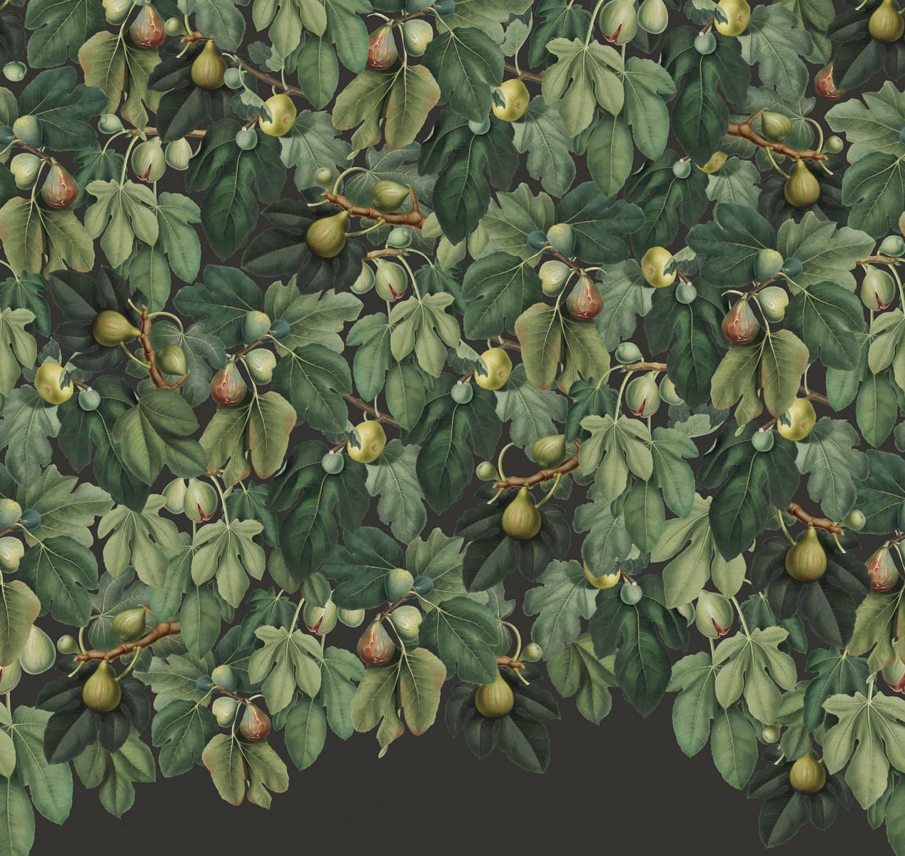 Fig Tree, Lush, Rebel Walls