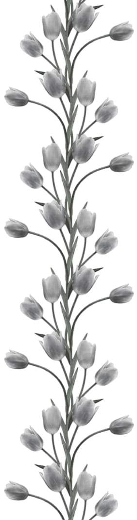 La Vie En Tulipe, White, Rebel Walls