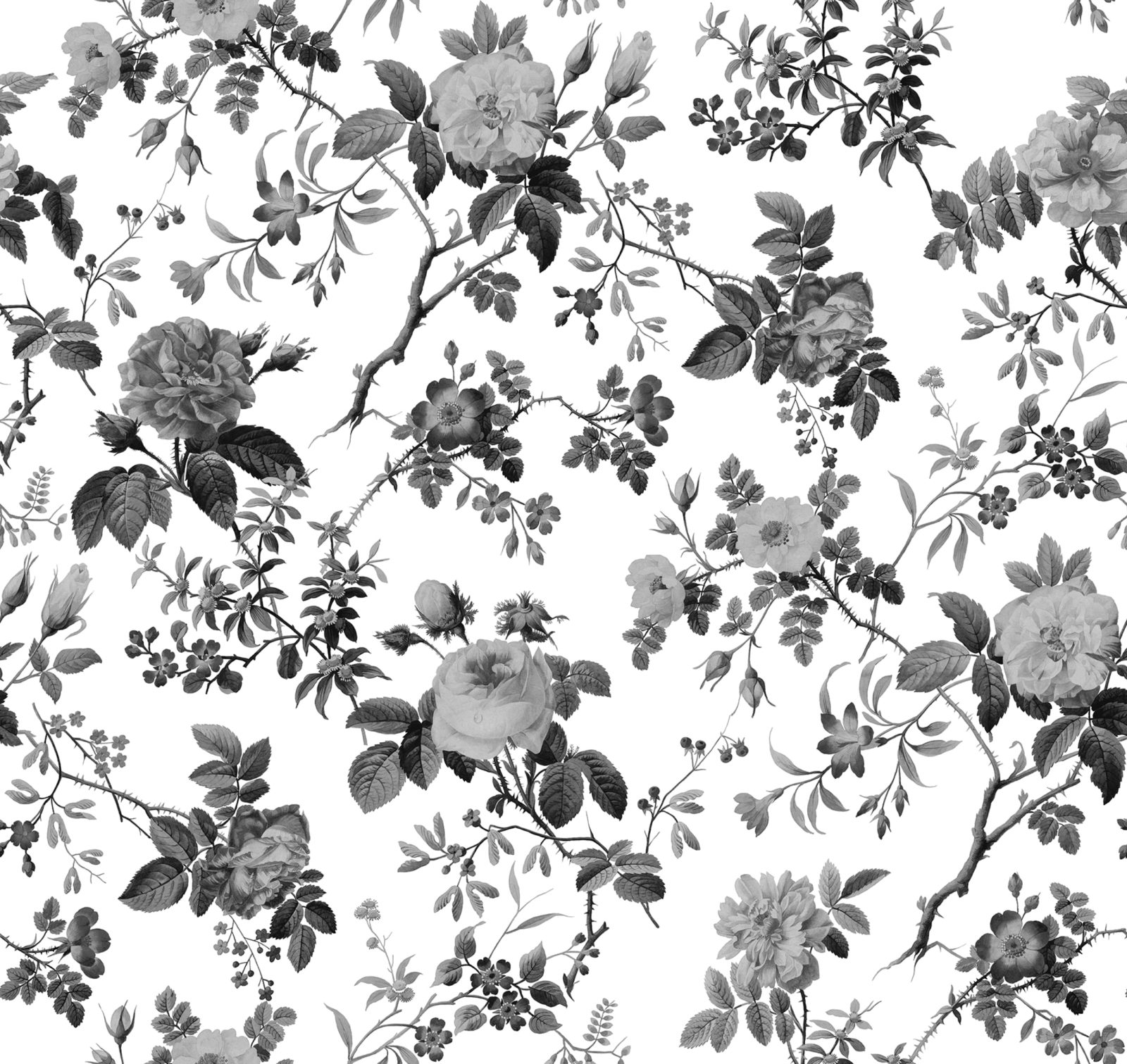 Thorn Rose, Graphite, Rebel Walls