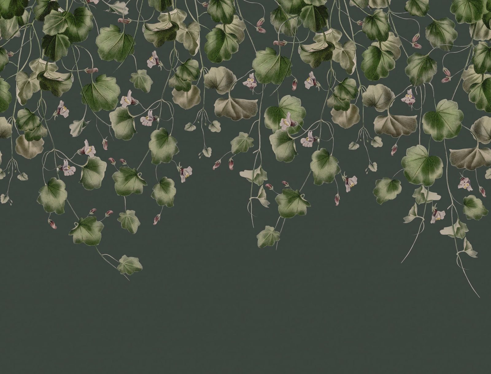 Dangling Ivy, Dark, Rebel Walls