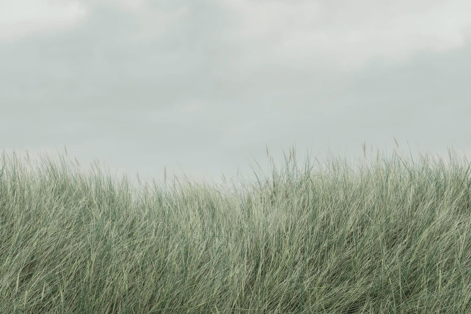 Scandinavian Reed, Green, Rebel Walls