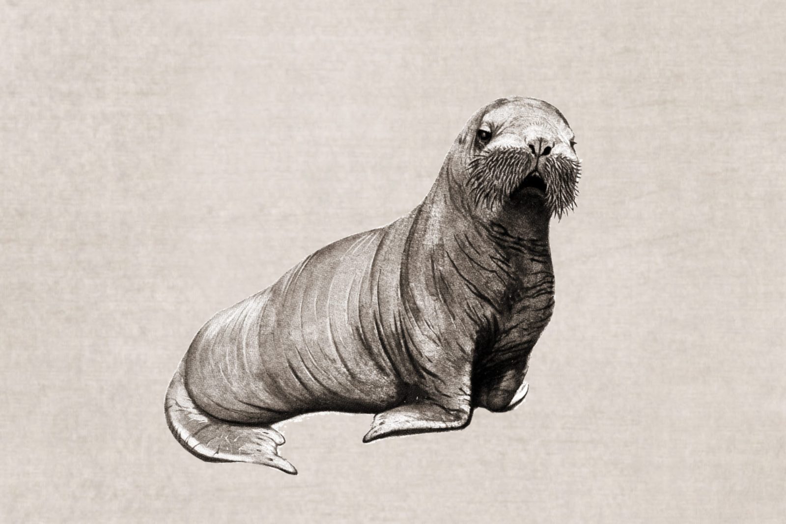 Wildlife, Sand, Rebel Walls 3