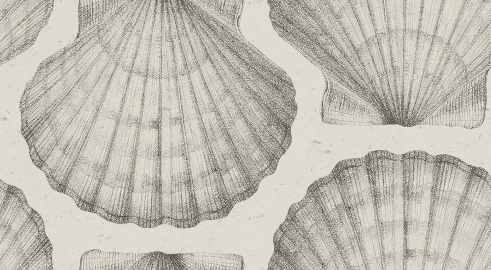 Shells, Sand, Rebel Walls