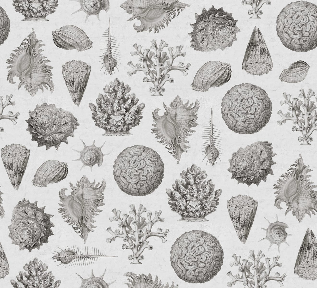 Seashells, Clay, Rebel Walls