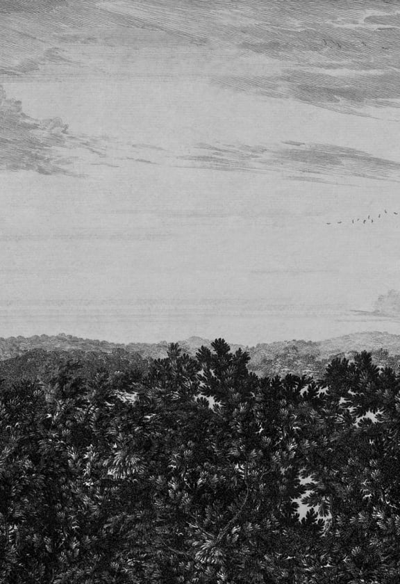 Oak View Graphite, Sandberg
