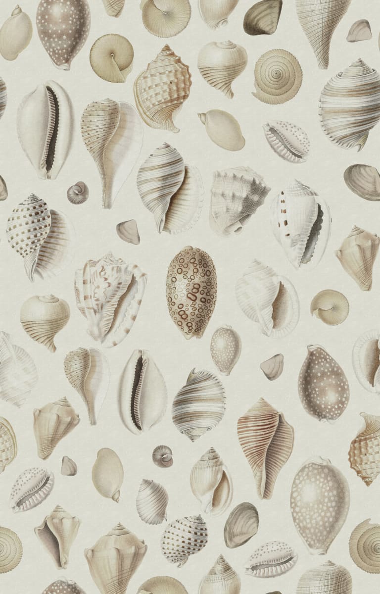 Ocean Shells, Sand, Rebel Walls