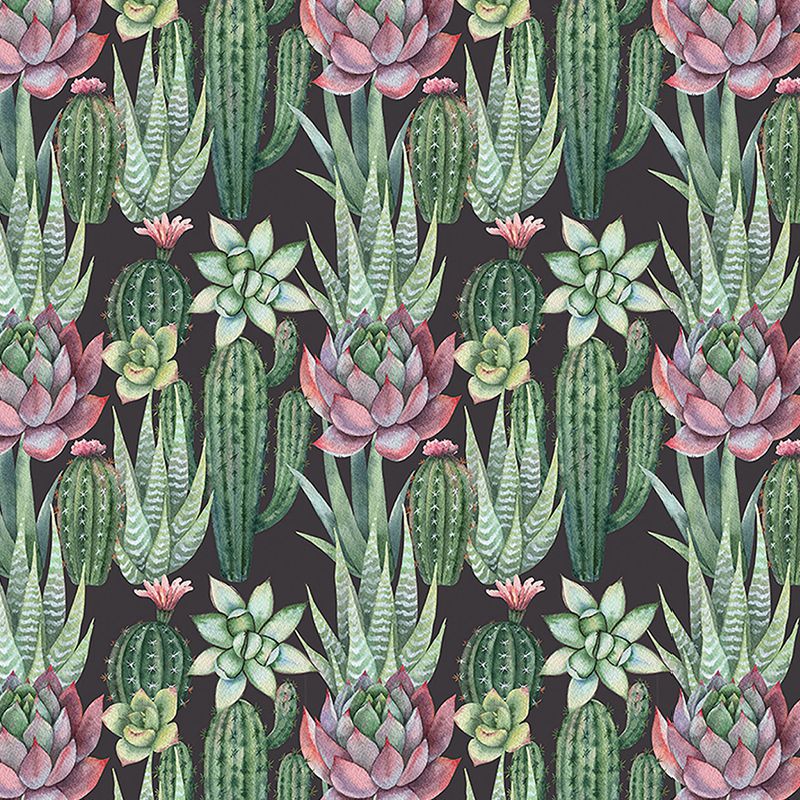 Succulents, VLAdiLA