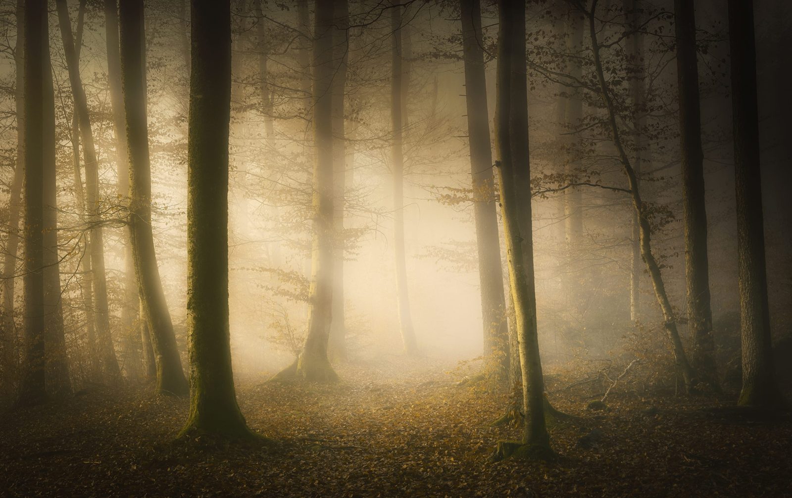 Secret Forest, Rebel Walls