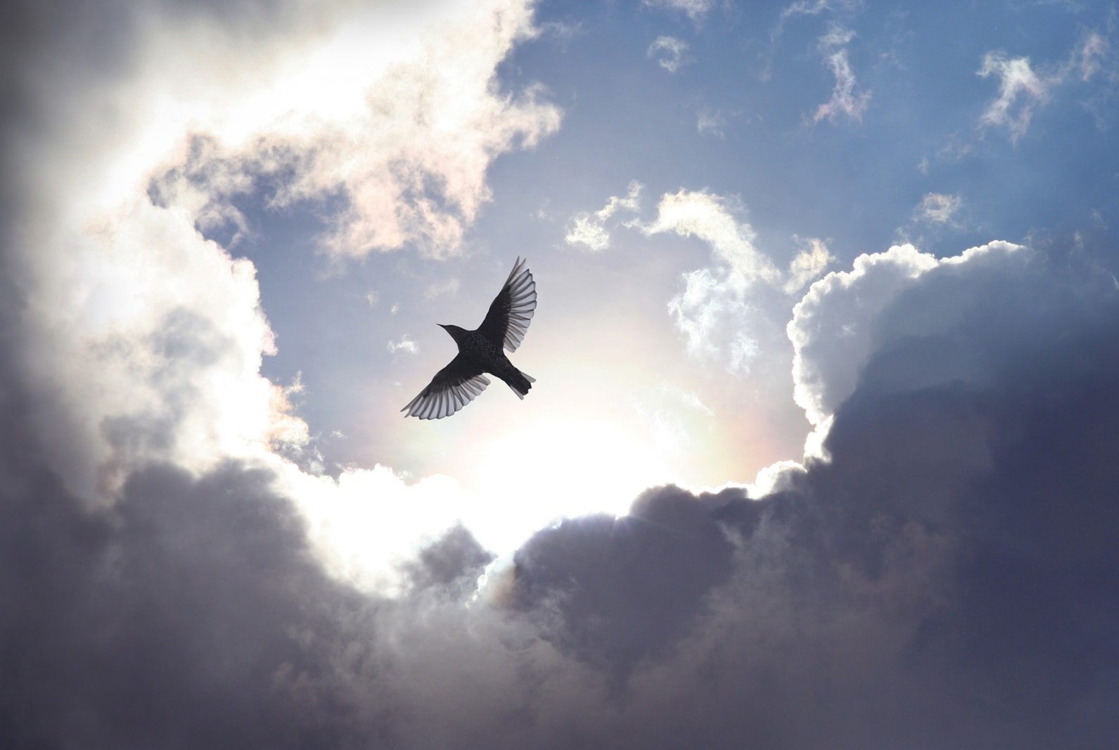 Free as a Bird, Rebel Walls