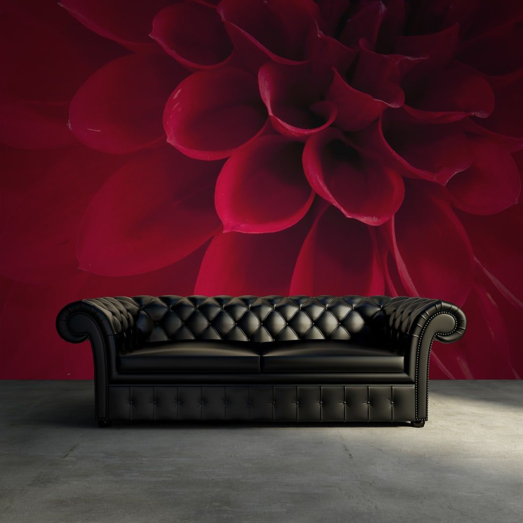 Dahlia, Rebel Walls 3